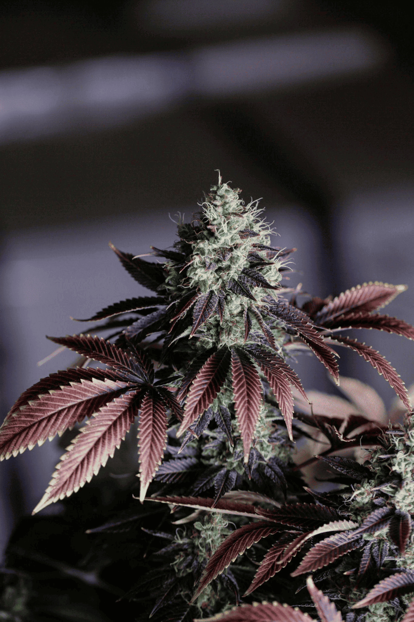 terpene-myrcene-caryophyllene 